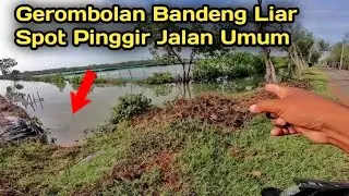 Gak Ada Yg Mancing 😁! Nemu Gerombolan Bandeng Liar Di Pinggir Jalan.!
