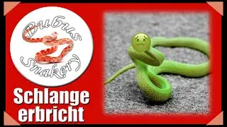 Schlange hat (mehrfach) erbrochen, was tun?