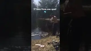 Caught 17 bass from this one spot on the shore!!  On a worm or fly #fishing #bass #bassfishing 🐬