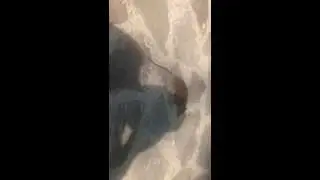 aggressive rat