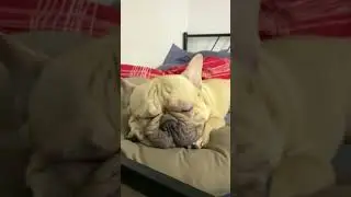 Stitch the Frenchie sleeping deeply and soundly.. sssshhhh 🤫
