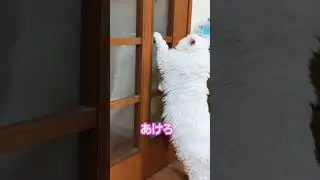 ジィジの愛が重いヌッコ#cat #catshorts #猫のいる暮らし