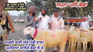 ਕਾਲੇਕੇ ਮੇਲੇ ਵਿੱਚ ਭੇਡਾਂ ਆਈਆਂ - Kaleke Mela - Goat farming @ILTILANATV