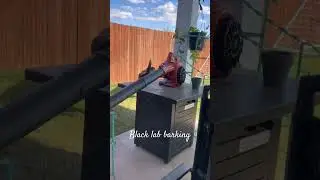 Black Lab barking. #instagram #funny #dog #tiktok #labrador
