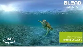 Wild Immersion: Marine Wildlife - Teaser
