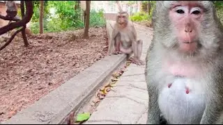 They look very thin, not very hungry.#monkey #babyanimal #animals 