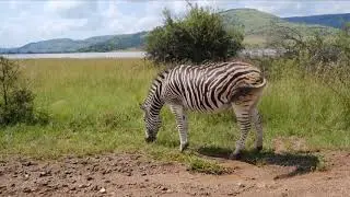 All type zebra video and cinematic shoot video - wildlife animal