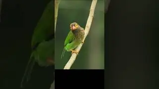 Rare Bird || Wildlife || Beautiful Bird || Cute Bird