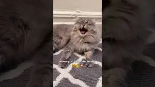 Serving big cat energy in the tiniest voice possible 😹 #catshorts #meow #funnycats