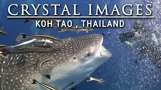 Professional Underwater Videographer Course on Koh Tao