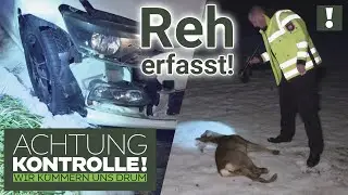 Zusammenstoß auf der Landstraße! Reh in der Dunkelheit erfasst! | Achtung Kontrolle