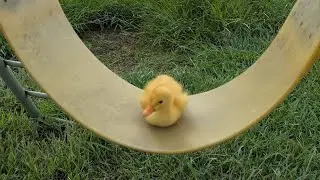 Ducklings adventures