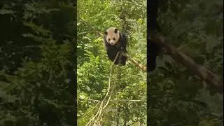 Panda #panda
