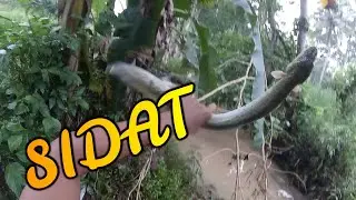 NDAK KUAT ANGKAT..!! Joran UL ditarik SIDAT BESAR #235 #bclfishing