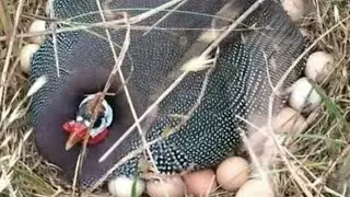 ninho de capota