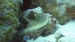 Octopusse Rotes Meer