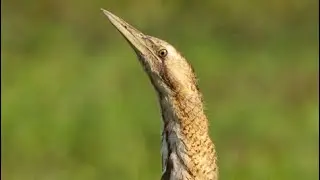 Weird Eurasian bittern recorded in russia