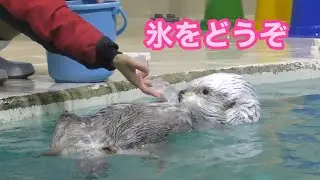 ラッコ　メイちゃんとキラちゃん　食後の氷をどうぞ【鳥羽水族館】Sea otter May-chan Kira-chan Toba Aquarium 