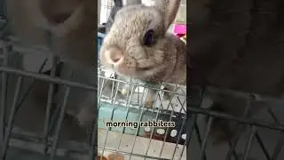 morning rabbiters #rabbit #baby #pets #holiday #callofduty