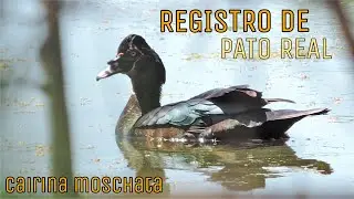 REGISTRO de Cairina moschata - Pato Real / Pato Criollo / Pato do Mato. Salta, Argentina