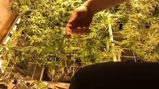 Time lapse stripping Amnesia Haze