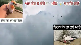 ਲਓ ਜੀ, ਅੱਜ ਫੇਰ ਬੱਚੇ 🕊️ਮੀਂਹ ⛈️ਚ ਰਹਿ ਗਏ॥ 1 ਬੱਚਾ ਭੱਜ ਗਿਆ ਘਰੋ॥ #kabootar 