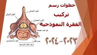 خطوات رسم تركيب الفقرة النموذجية