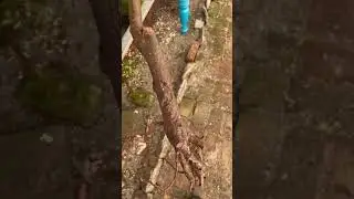 Almost no roots Bare root fruit tree from Costco Toca plum pruning for food forest PNW permaculture
