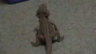 Bearded dragon dancing