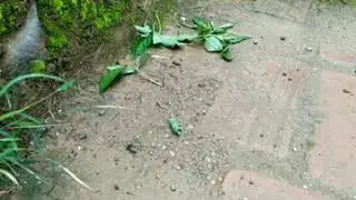Leaf rolling weevils