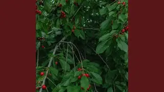 forest fruit