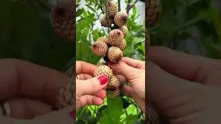 These fruit are originated in India 🍎🍑🍉🥝🍓#nature #fruit #plants