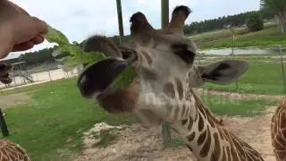 Giraffe eating lettuce in super slo-mo