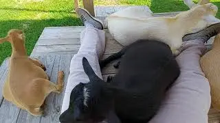 Grace Springs Goat Farm: Siesta Time