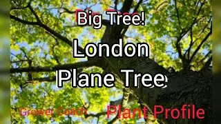 The London Plane Tree - Plant Profile