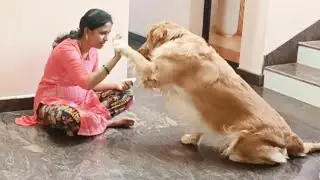 Mere Golden Retriever Buzo Ki Genius Moments Dekho