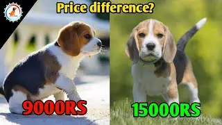 Beagle Price Difference 2024 : beagle price in india