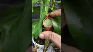 My Nepenthes 2025 feeding compilation🦐 🪲🐛 🕊️     #shorts #nepenthes #carnivorousplant #pitcherplant