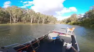 Yellowbelly 56cm, Edward River Deniliquin