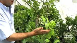 How to choose the right Citrus Tree