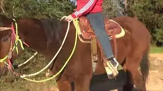 Gentle Riding Mare For Sale: Tall, Pretty and Broke to Ride Even for a Beginner