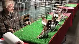 Peter ShowTippler Judging Komoroners Tumblers at FairCount Pigeon Club Show
