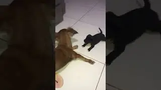 Tia Bella sendo atacada por um filhote #filhotes #dog #cachorros #cachorrosengra&ccedil;ados #tiaesobrinha