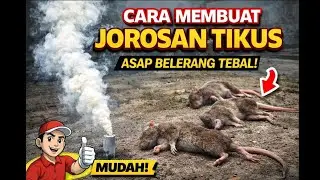 Membuat Jorosan/ Bledogan Belerang Tikus