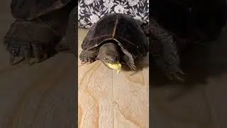 ASMR Mukbang Eating Durian 🐢 Turtle Tortoise -60 #asmr #mukbang #eating #turtle #tortoise