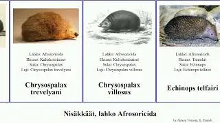 Nis&auml;kk&auml;&auml;t, lahko Afrosoricida mammal asiatica hova villosus Chrysospalax Hemicentetes Microgale