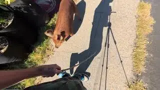 WillbeRed Pig Getting A Whooping #pet #petlover 