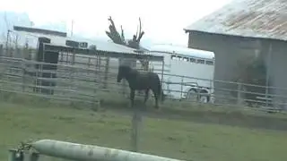 Boring Horse Herd language & behavior- Putting Words to actions - Rick Gore Horsemanship