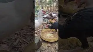 The calm sensation of seeing livestock and feeding them @zainulebit6607  @Ock1000 