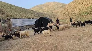 Nomadic Life in Nature: A Day in the Life of a Nomadic Family in Iran